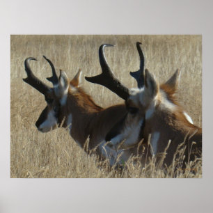 A23 Gaffelantilope Jonge Bokken Kopschot Poster