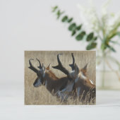 A23 Pronghorn Antelope Young Bucks Head Shot Briefkaart (Staand voorkant)