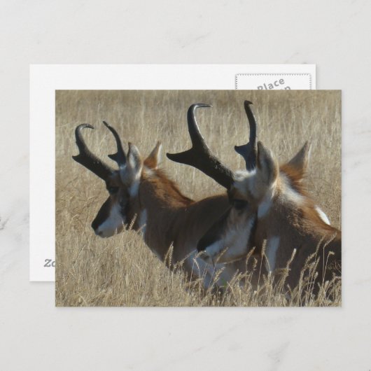 A23 Pronghorn Antelope Young Bucks Head Shot Briefkaart (Voorkant / Achterkant)