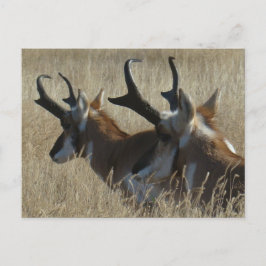 A23 Pronghorn Antelope Young Bucks Head Shot Briefkaart