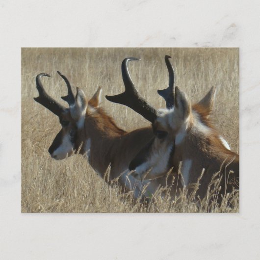 A23 Pronghorn Antelope Young Bucks Head Shot Briefkaart (Voorkant)