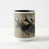 A23 Pronghorn Antelope Young Bucks Head Shot Mok (Midden)