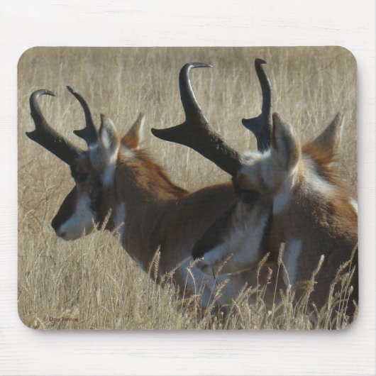 A23 Pronghorn Antelope Young Bucks Head Shot Muismat (Voorkant)