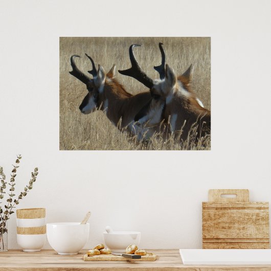 A23 Pronghorn Antelope Young Bucks Head Shot Poster (Keuken)