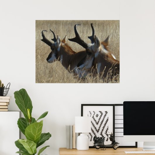 A23 Pronghorn Antelope Young Bucks Head Shot Poster (Thuiskantoor)