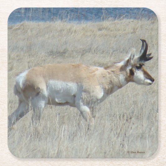 A23 Young Pronghorn Antelope Kartonnen Onderzetters (Voorkant)