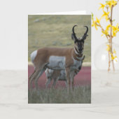 A24 Gaffelantilope bok Kaart (Gele Bloem)