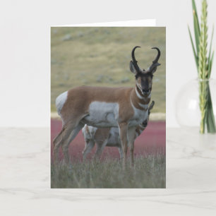 A24 Gaffelantilope bok Kaart