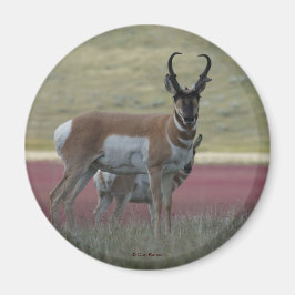 A24 Gaffelantilope Magneet