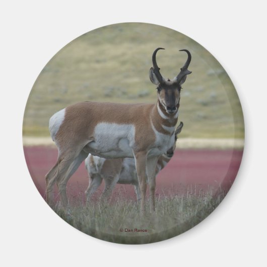 A24 Gaffelantilope Magneet (Voorkant)