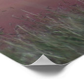 A24 Gaffelantilope Poster (Hoek)