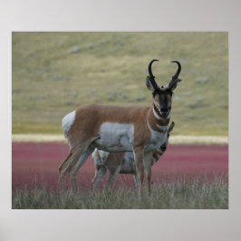 A24 Gaffelantilope Poster