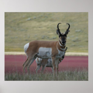 A24 Gaffelantilope Poster