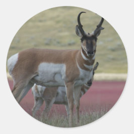 A24 Gaffelantilope Ronde Sticker
