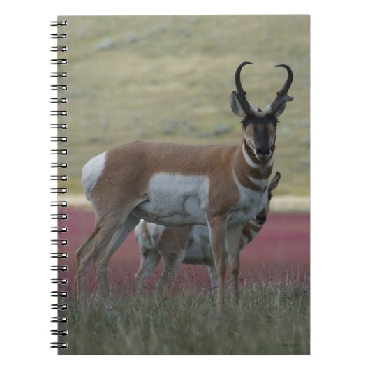 A24 Gaffelbok Notitieboek (Voorkant)
