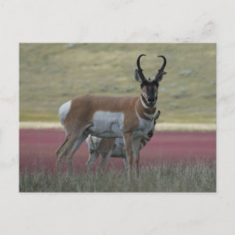 A24 Pronghorn Antelope Briefkaart