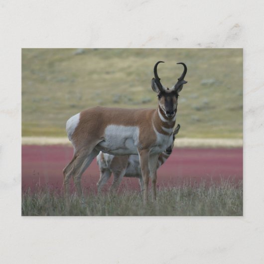 A24 Pronghorn Antelope Briefkaart (Voorkant)