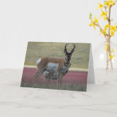 A24 Pronghorn Antelope Buck Kaart (Gele Bloem)