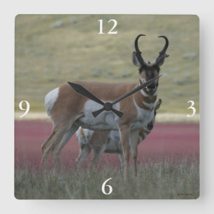 A24 Pronghorn Antelope Buck Vierkante Klok