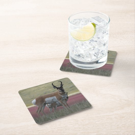 A24 Pronghorn Antelope Kartonnen Onderzetters (Insitu)