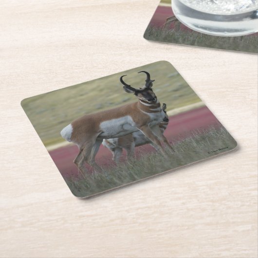 A24 Pronghorn Antelope Kartonnen Onderzetters (Schuin)