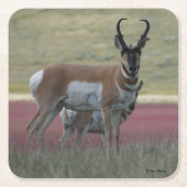 A24 Pronghorn Antelope Kartonnen Onderzetters (Voorkant)