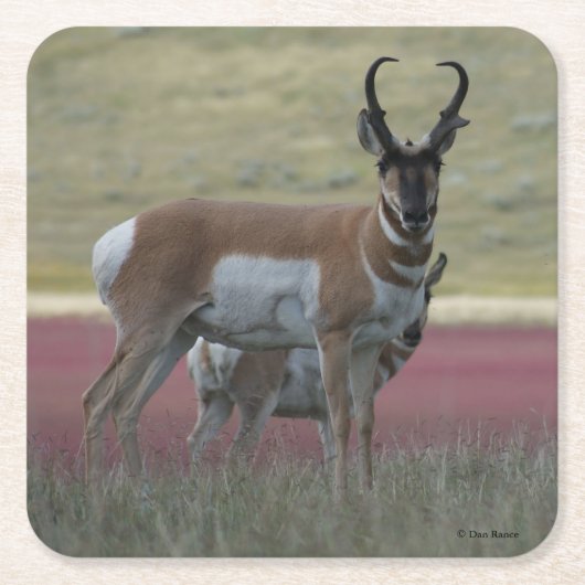 A24 Pronghorn Antelope Kartonnen Onderzetters (Voorkant)