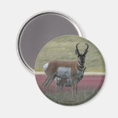 A24 Pronghorn Antelope Magneet (Voorkant / Achterkant)