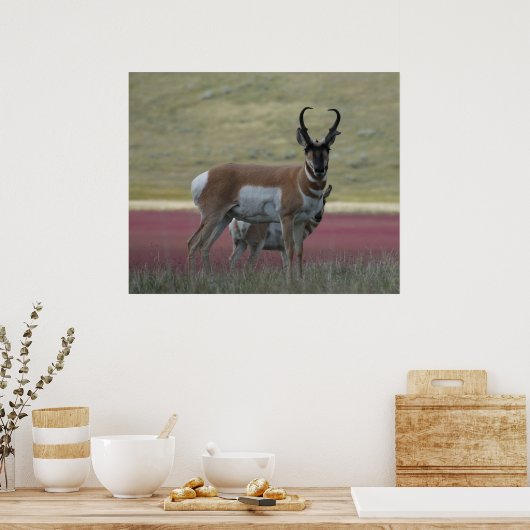 A24 Pronghorn Antelope Poster (Keuken)