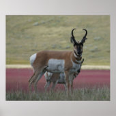 A24 Pronghorn Antelope Poster (Voorkant)