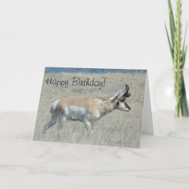 A25 Gaffelantilope Jong Bokje Kaart