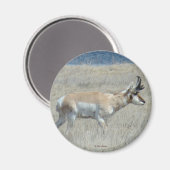 A25 Gaffelantilope Jong Mannetje Magneet (Voorkant / Achterkant)