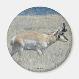 A25 Gaffelantilope Jong Mannetje Magneet