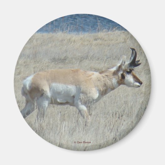 A25 Gaffelantilope Jong Mannetje Magneet (Voorkant)