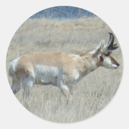 A25 Gaffelantilope Jong Mannetje Ronde Sticker