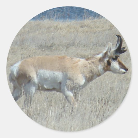 A25 Gaffelantilope Jong Mannetje Ronde Sticker (Voorkant)