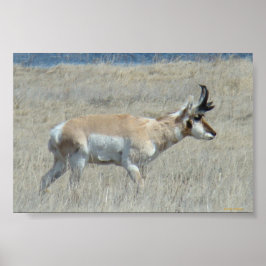 A25 Pronghorn Antelope Buck Poster