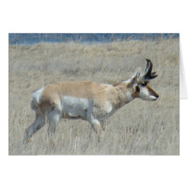 A25 Pronghorn Antelope Young Buck