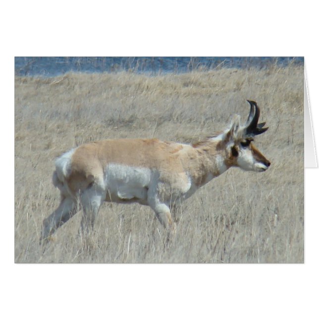 A25 Pronghorn Antelope Young Buck (Voorkant Horizontaal)