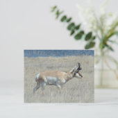 A25 Pronghorn Antelope Young Buck Briefkaart (Staand voorkant)