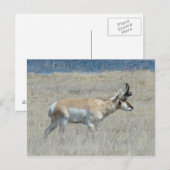 A25 Pronghorn Antelope Young Buck Briefkaart (Voorkant / Achterkant)