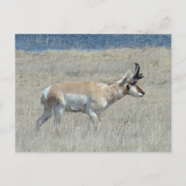 A25 Pronghorn Antelope Young Buck Briefkaart