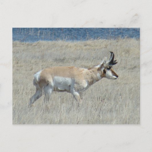 A25 Pronghorn Antelope Young Buck Briefkaart (Voorkant)