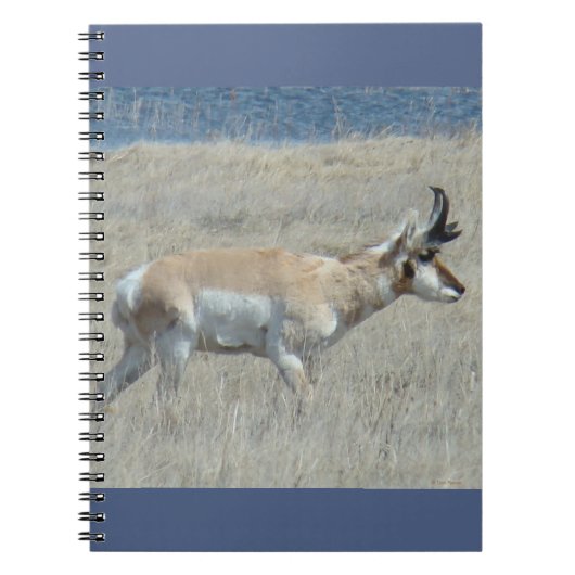 A25 Pronghorn Antelope Young Buck Notitieboek (Voorkant)
