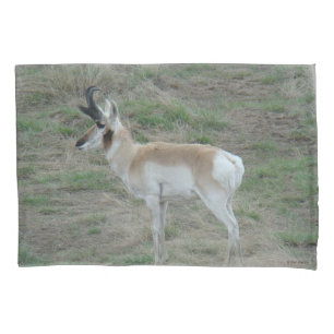 A26 Gaffelbok-antilope mannetje Kussensloop