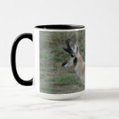 A26 Gaffelbok-antilope mannetje Mok (Links)