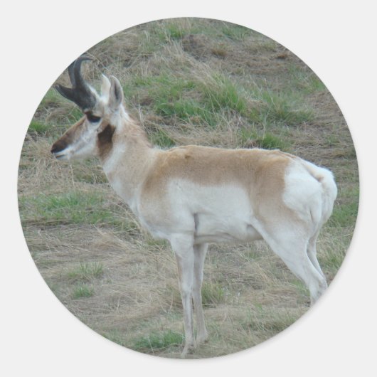 A26 Gaffelbok hertengewei Ronde Sticker (Voorkant)