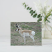 A26 Pronghorn Antelope Buck Briefkaart (Staand voorkant)