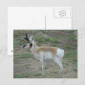 A26 Pronghorn Antelope Buck Briefkaart (Voorkant / Achterkant)