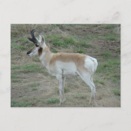 A26 Pronghorn Antelope Buck Briefkaart